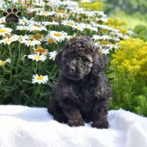 Truffles, Miniature Poodle Puppy