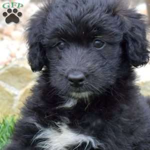 Truffles, Mini Aussiedoodle Puppy
