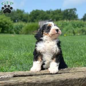 Truffles, Mini Bernedoodle Puppy