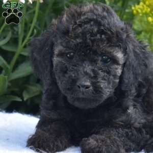 Truffles, Miniature Poodle Puppy