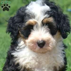 Truffles, Mini Bernedoodle Puppy