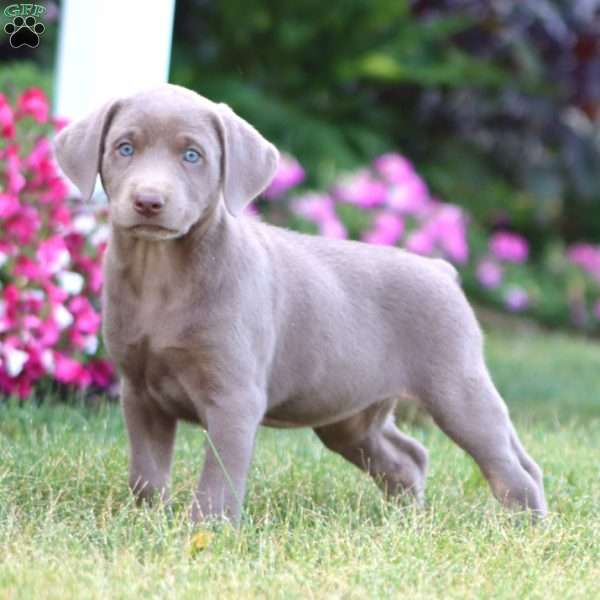 Truly, Silver Labrador Retriever Puppy