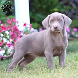 Truly, Silver Labrador Retriever Puppy
