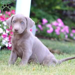 Truly, Silver Labrador Retriever Puppy