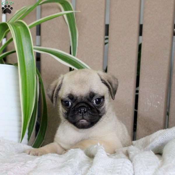 Tucker, Pug Puppy