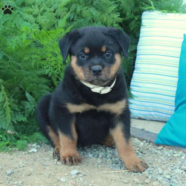 Tucker, Rottweiler Puppy
