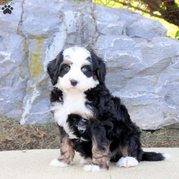 Tucker, Mini Bernedoodle Puppy