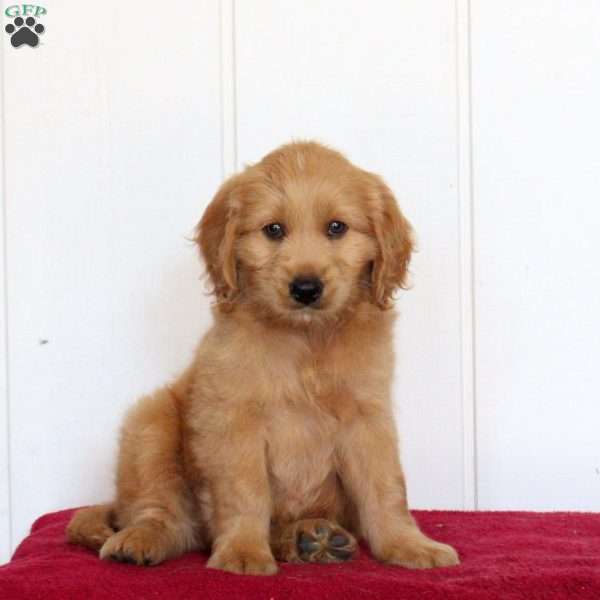 Tucker, Golden Retriever Mix Puppy