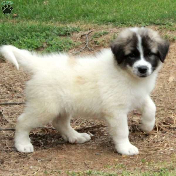 Tucker, Great Pyrenees Mix Puppy