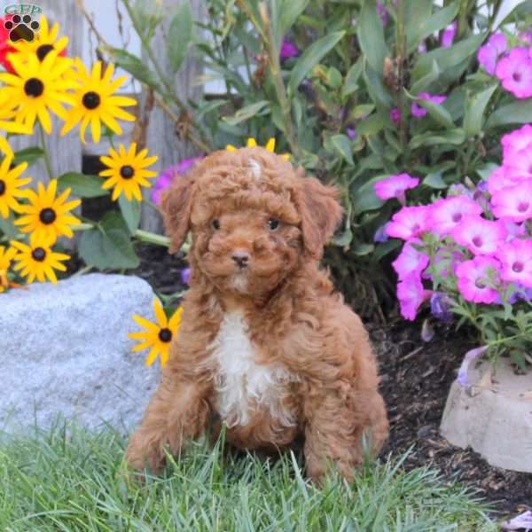 Tucker, Mini Goldendoodle Puppy