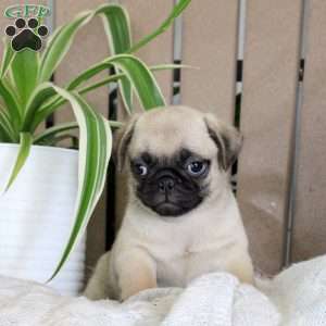 Tucker, Pug Puppy