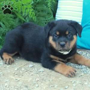 Tucker, Rottweiler Puppy