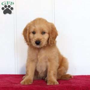 Tucker, Golden Retriever Mix Puppy