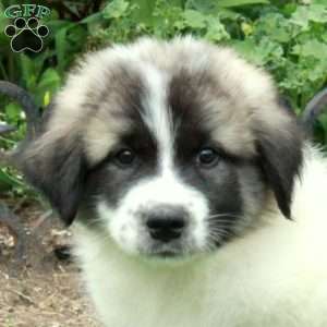 Tucker, Great Pyrenees Mix Puppy