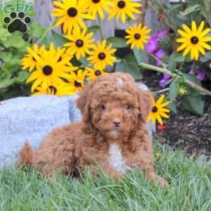Tucker, Mini Goldendoodle Puppy