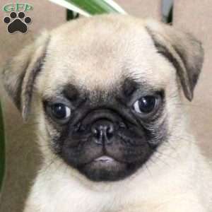 Tucker, Pug Puppy