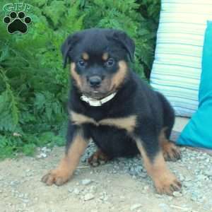 Tucker, Rottweiler Puppy