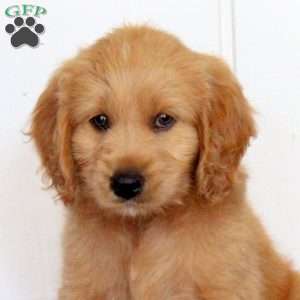 Tucker, Golden Retriever Mix Puppy