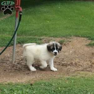 Tucker, Great Pyrenees Mix Puppy