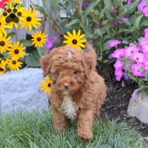 Tucker, Mini Goldendoodle Puppy