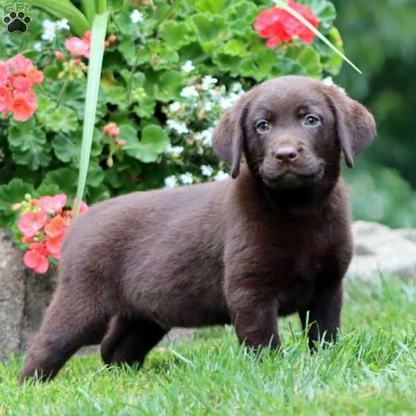 Tucker, Chocolate Labrador Retriever Puppy