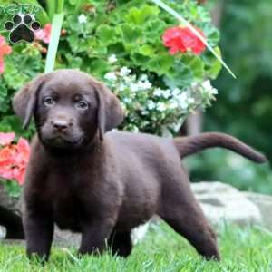 Tucker, Chocolate Labrador Retriever Puppy