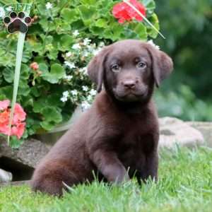 Tucker, Chocolate Labrador Retriever Puppy