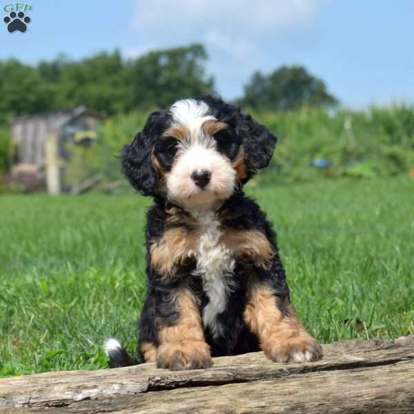 Tulip, Mini Bernedoodle Puppy