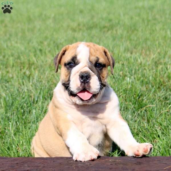Turbo, English Bulldog Puppy