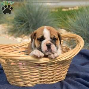 Turbo, English Bulldog Puppy
