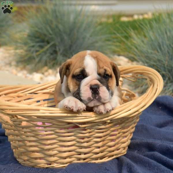 Turbo, English Bulldog Puppy