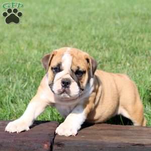 Turbo, English Bulldog Puppy