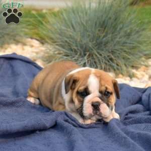 Turbo, English Bulldog Puppy