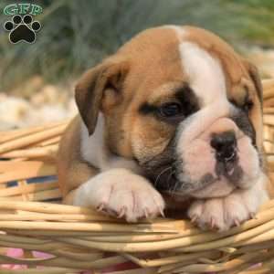 Turbo, English Bulldog Puppy