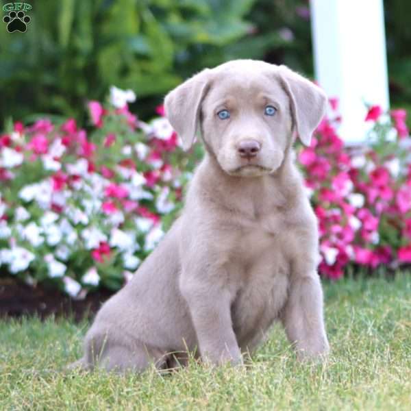 Turbo, Silver Labrador Retriever Puppy