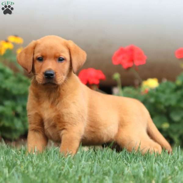 Turbo, Fox Red Labrador Retriever Puppy