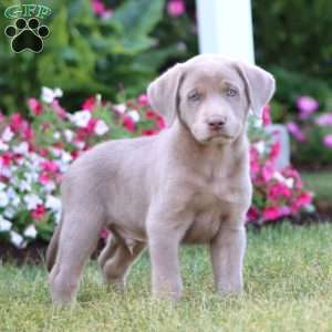Turbo, Silver Labrador Retriever Puppy