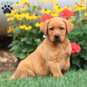 Turbo, Fox Red Labrador Retriever Puppy