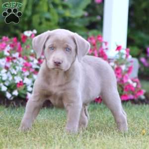 Turbo, Silver Labrador Retriever Puppy