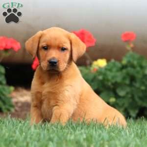 Turbo, Fox Red Labrador Retriever Puppy