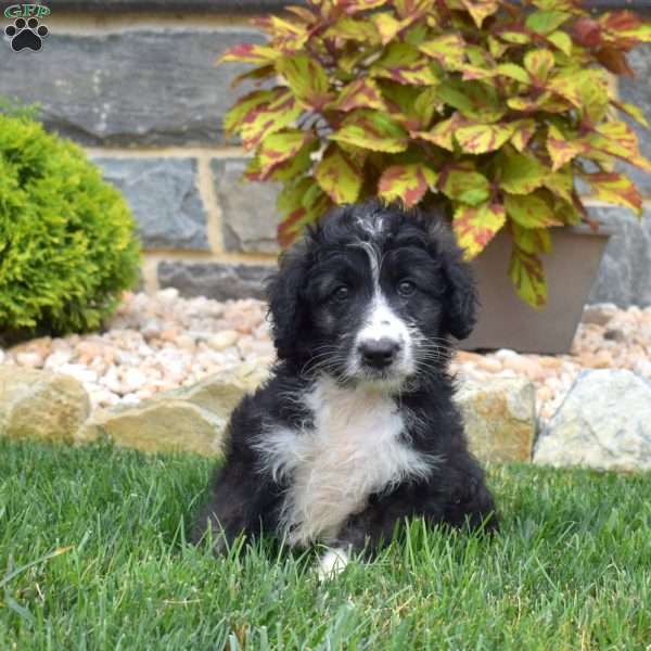 Tux, Mini Aussiedoodle Puppy