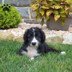 Tux, Mini Aussiedoodle Puppy