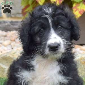 Tux, Mini Aussiedoodle Puppy
