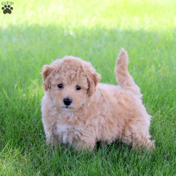 Twain, Bich-Poo Puppy