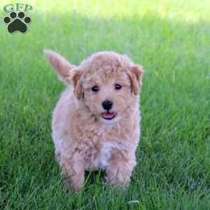 Twain, Bich-Poo Puppy