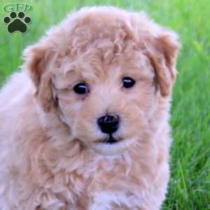 Twain, Bich-Poo Puppy
