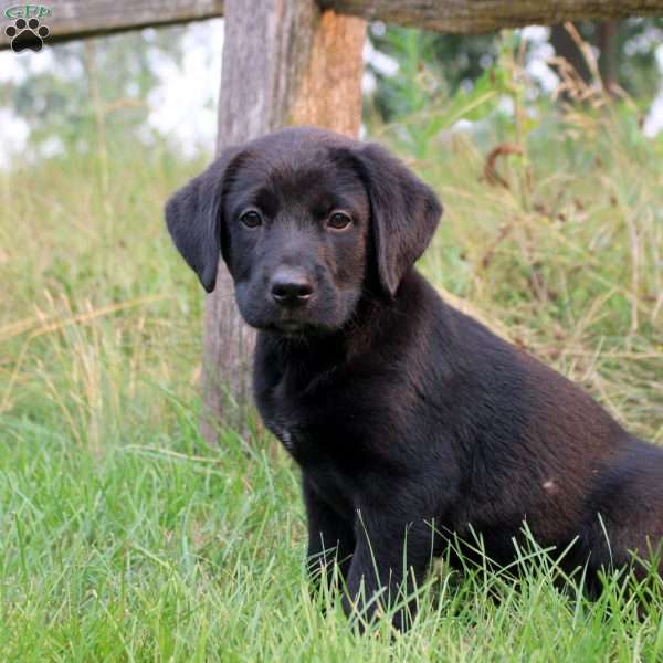 Twila, Bernese Mountain Dog Mix Puppy