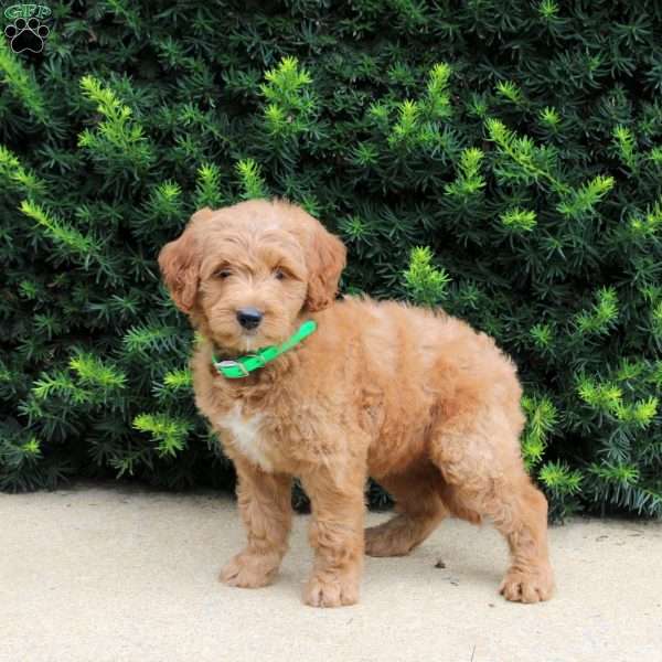 Twila, Goldendoodle Puppy