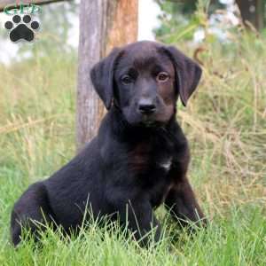 Twila, Bernese Mountain Dog Mix Puppy