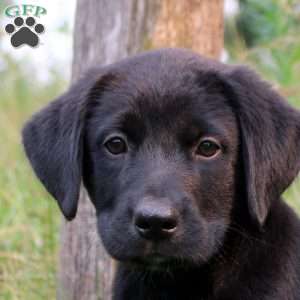 Twila, Bernese Mountain Dog Mix Puppy